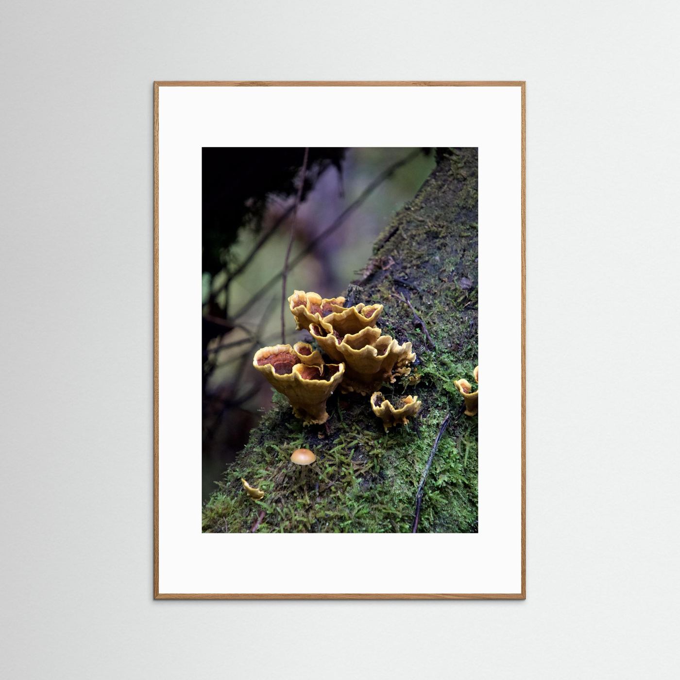 False Turkey Tail