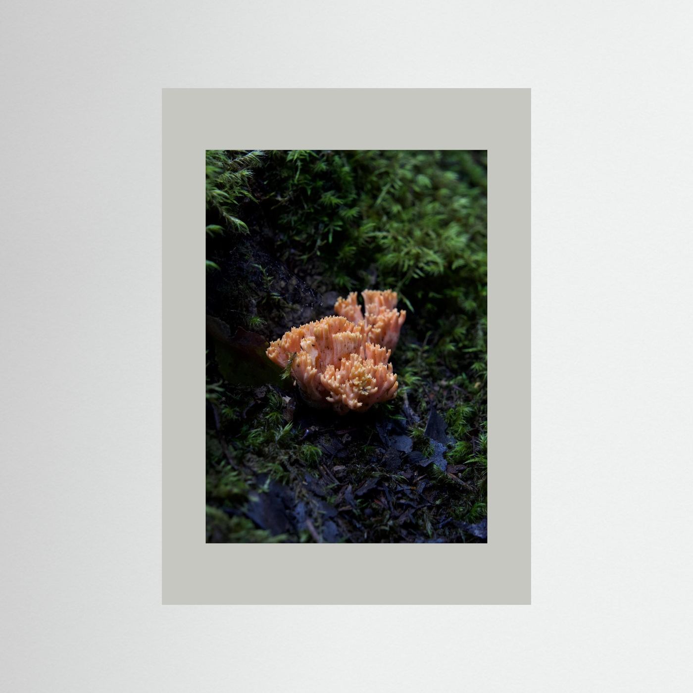 Ramaria