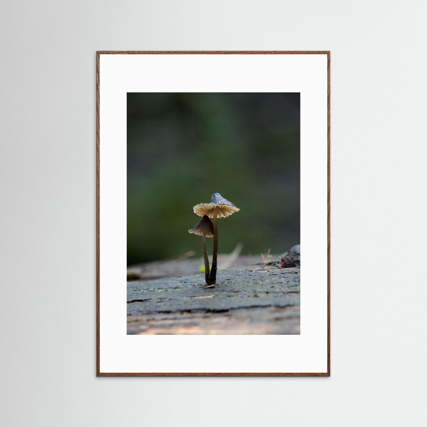 Mycena Atrata