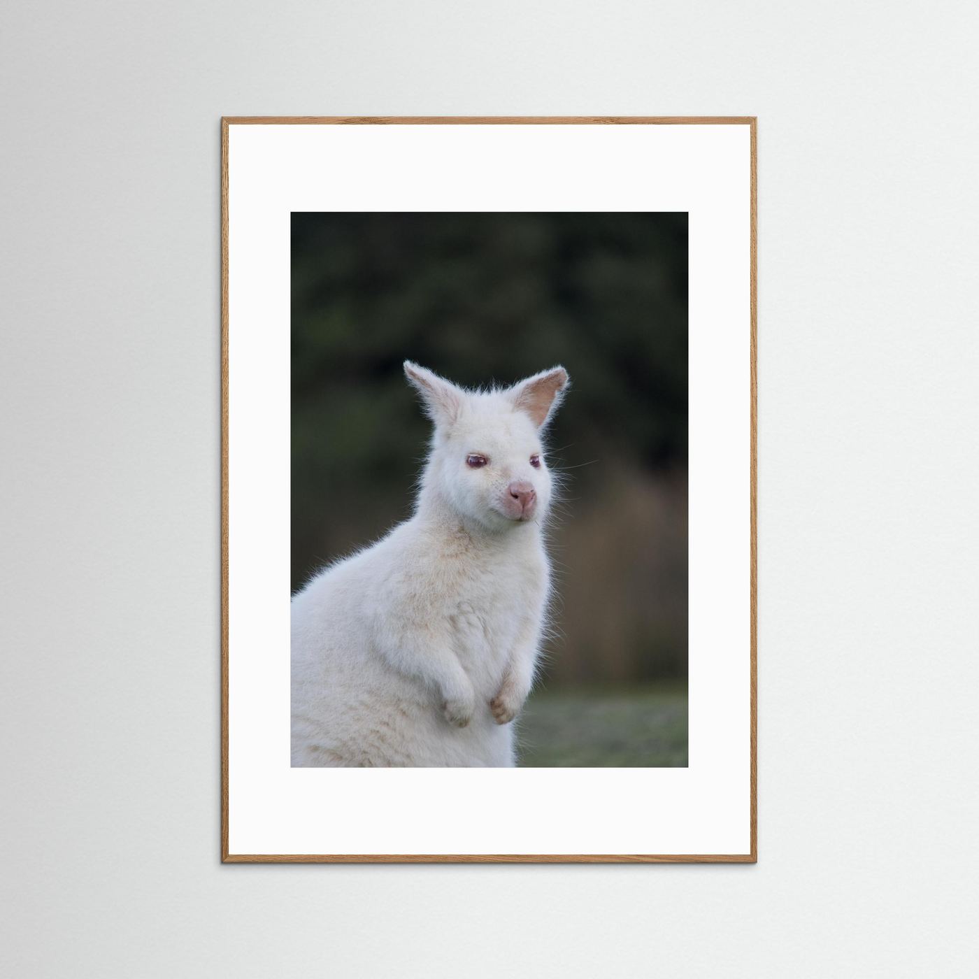Tassie Albino Wallaby