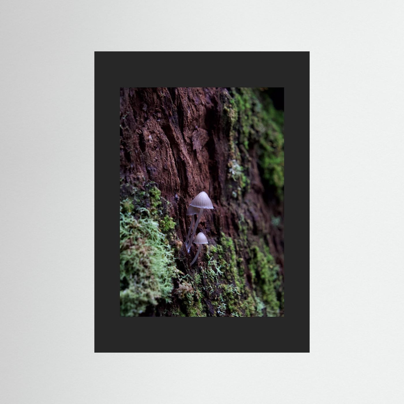 Mycena