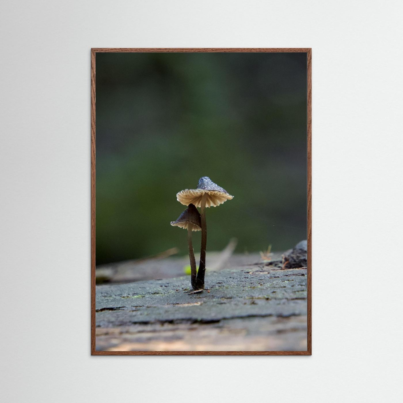 Mycena Atrata