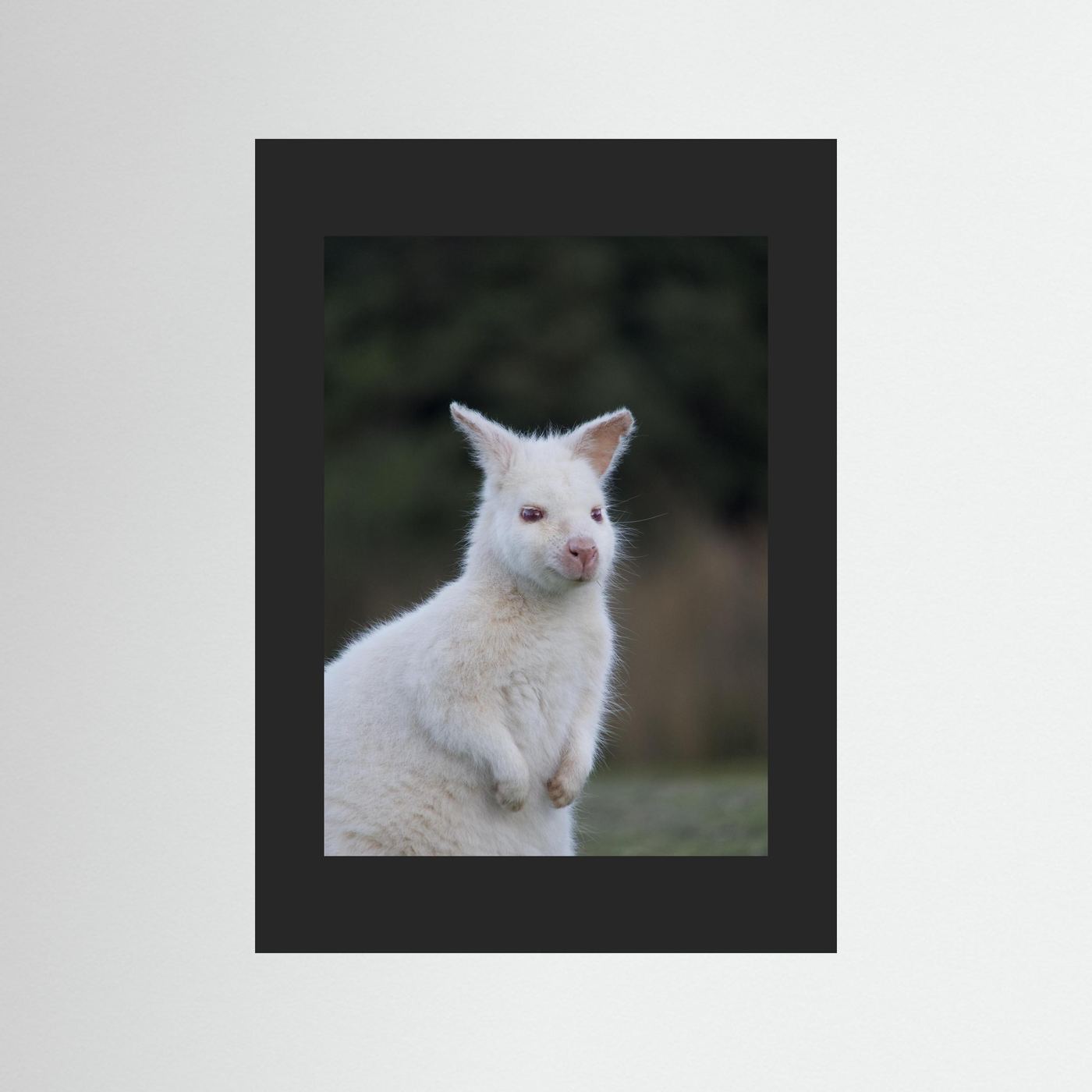 Tassie Albino Wallaby
