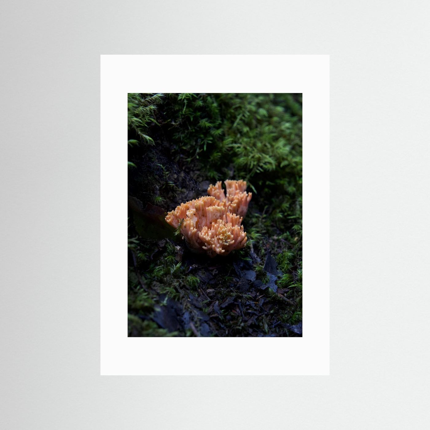 Ramaria