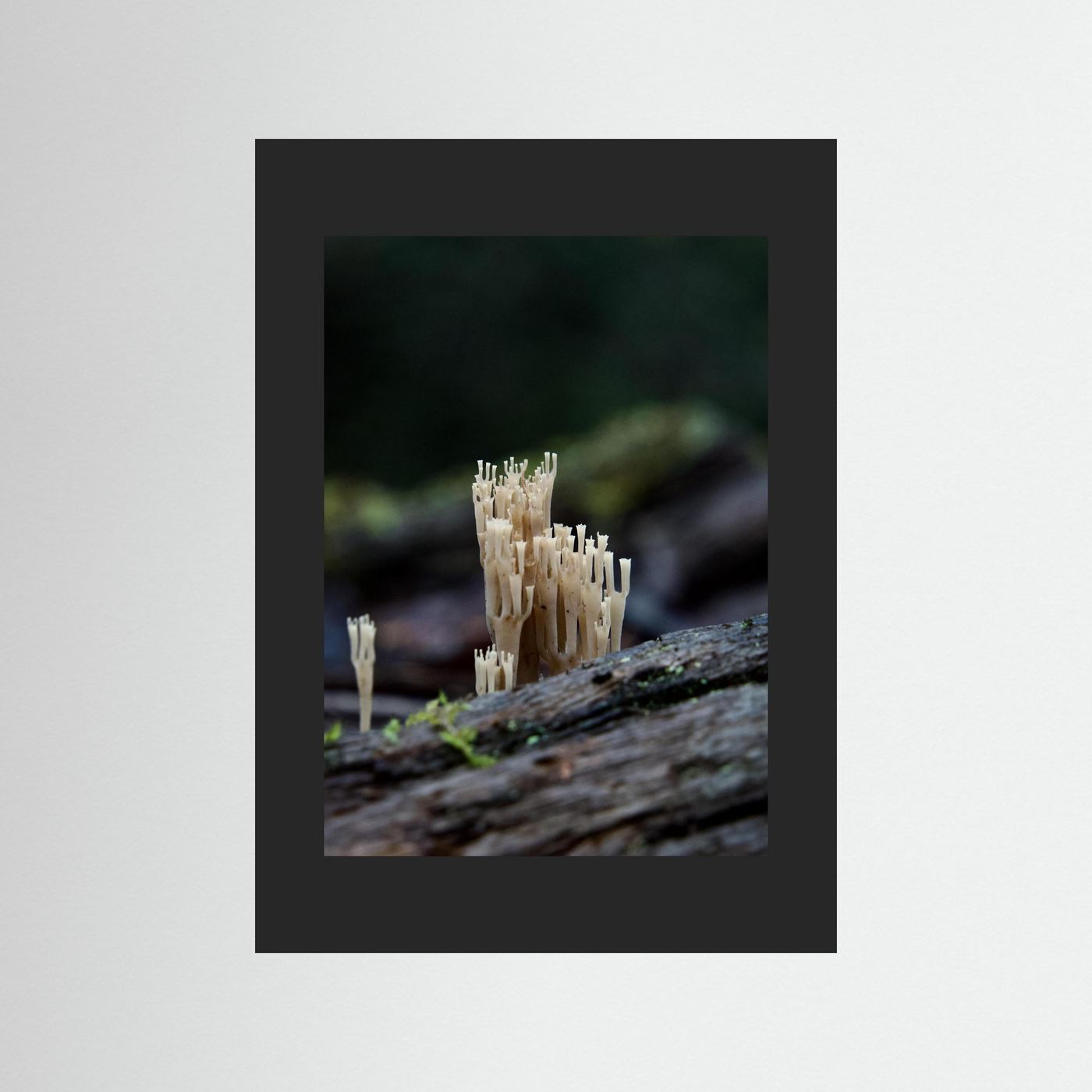 Crowned Coral