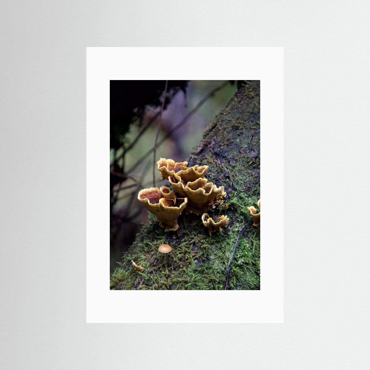 False Turkey Tail