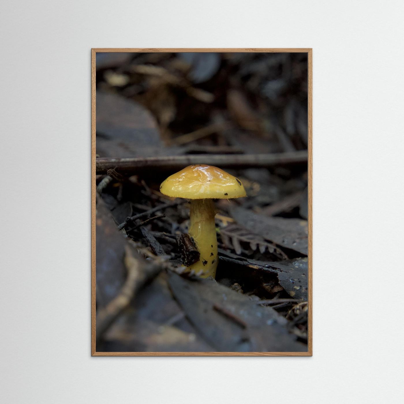 Yellow Waxcap