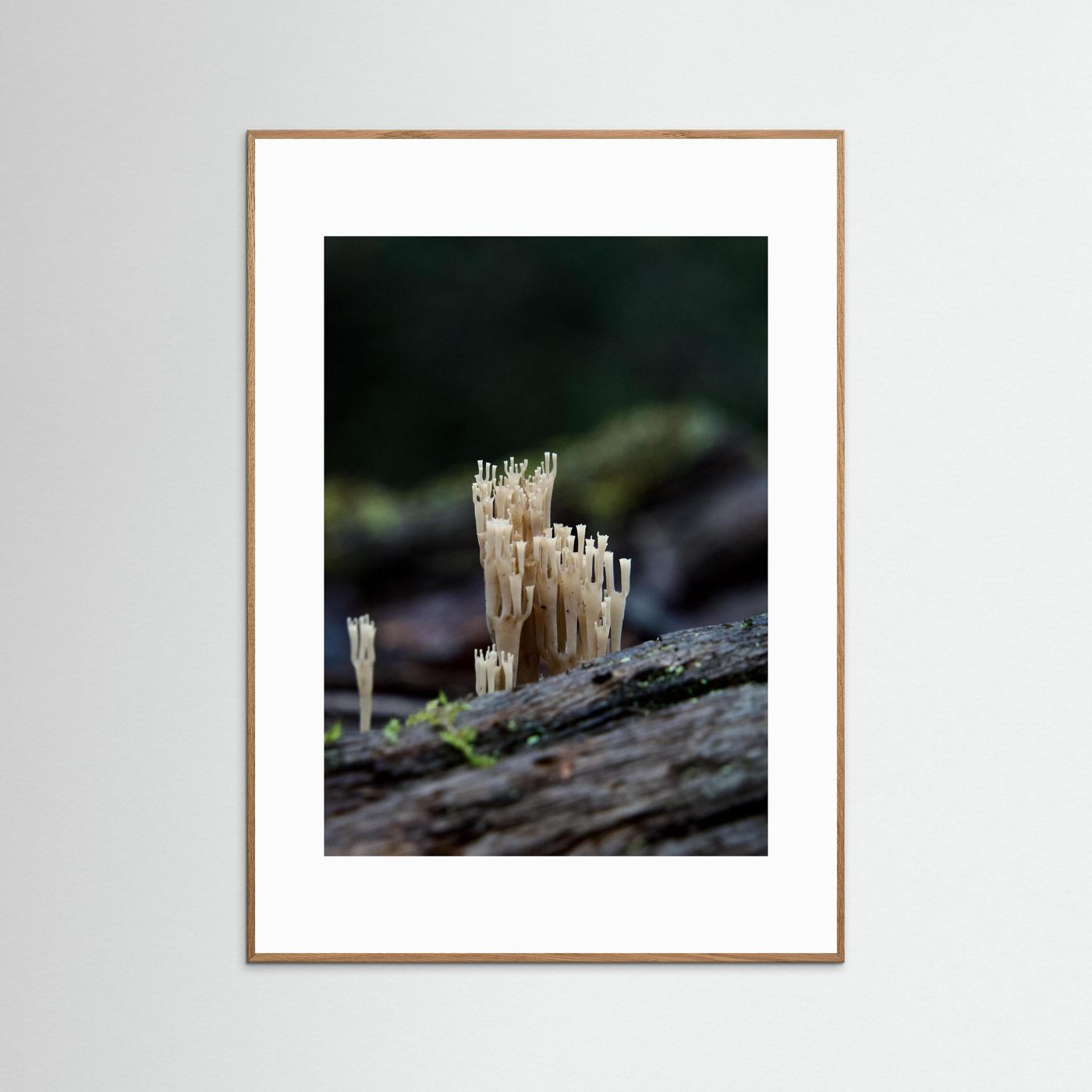 Crowned Coral