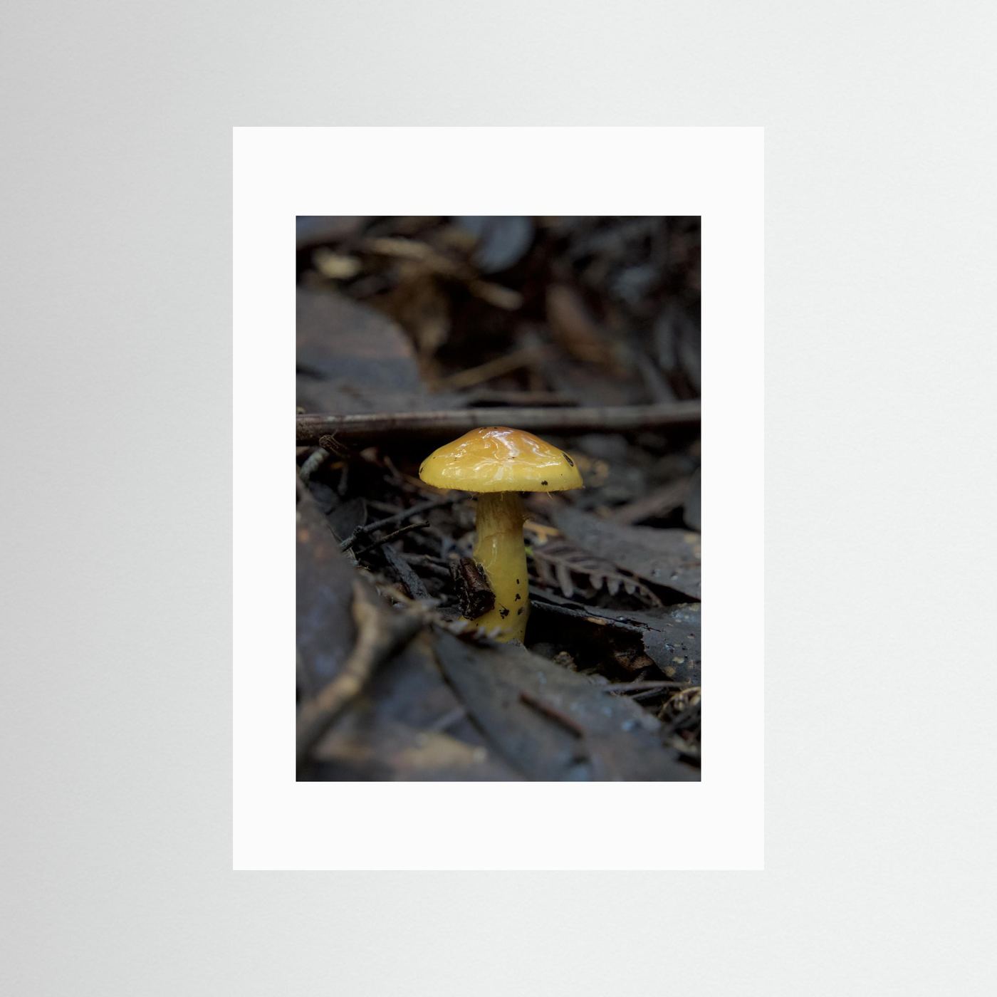 Yellow Waxcap