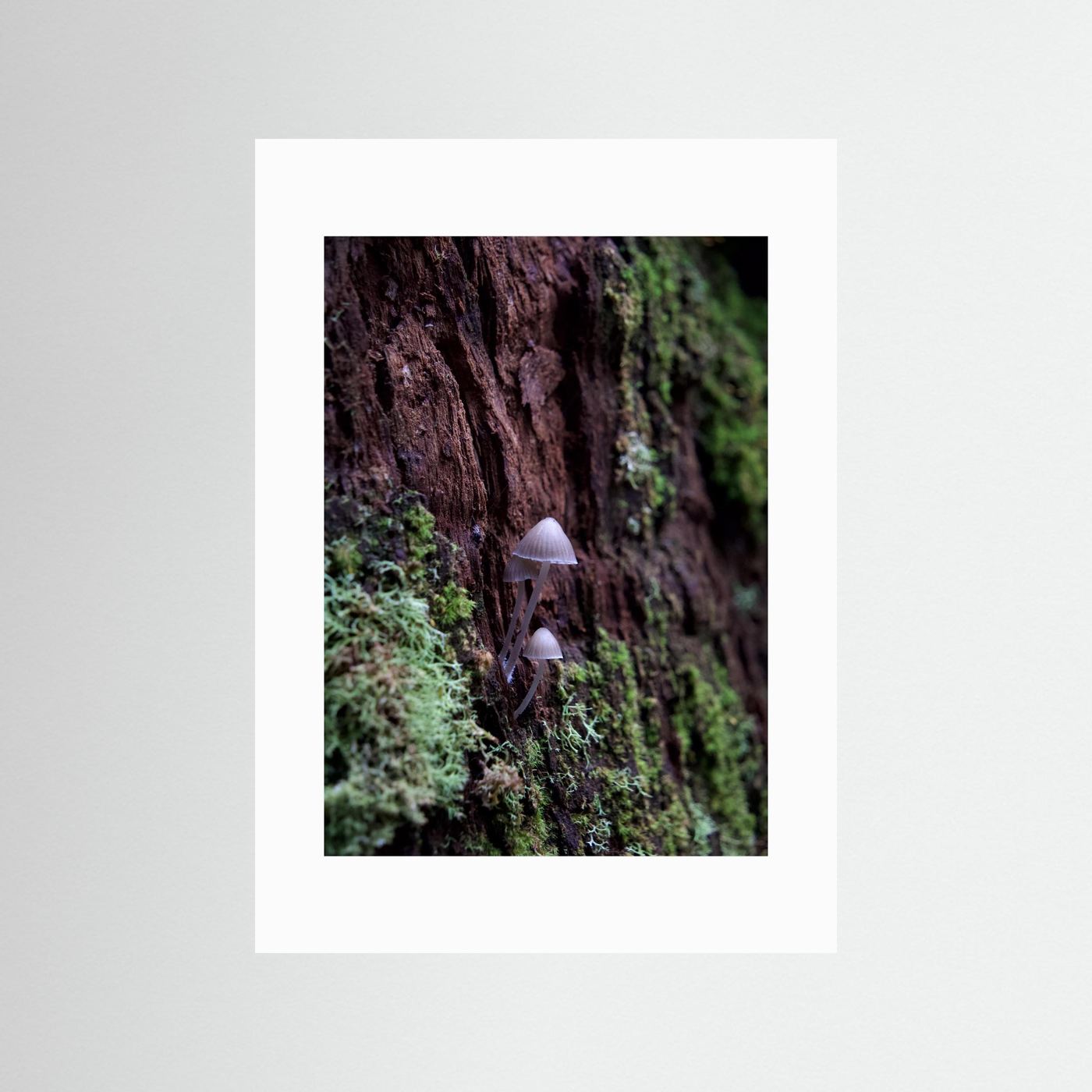 Mycena