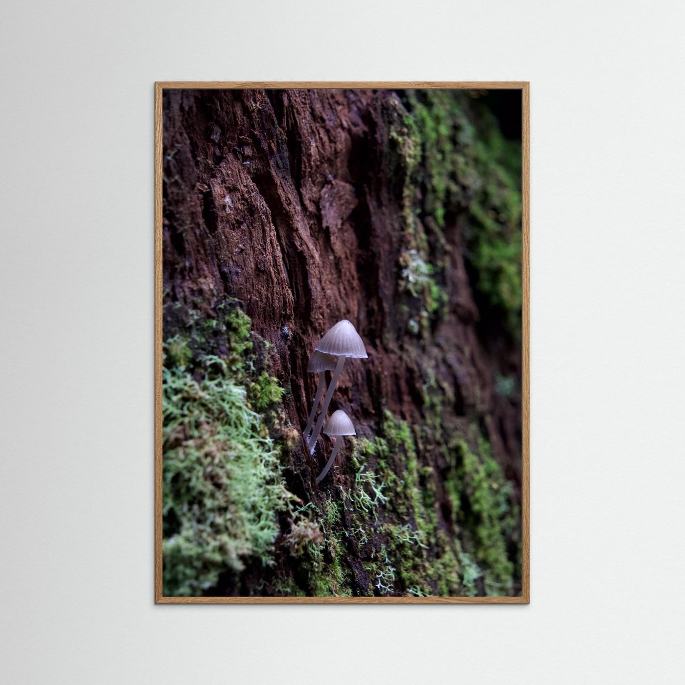 Mycena