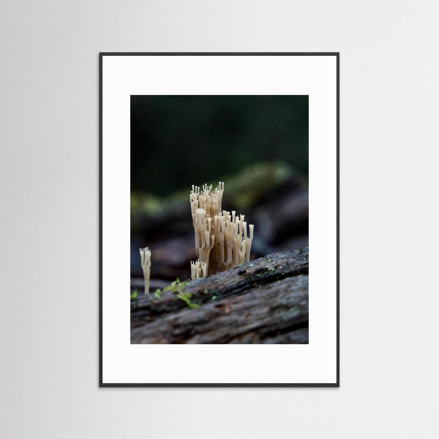Crowned Coral